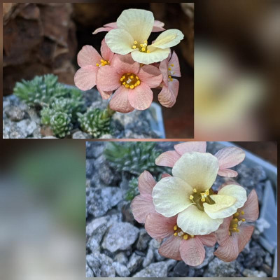 CollageMaker_20200406_053004655.jpg