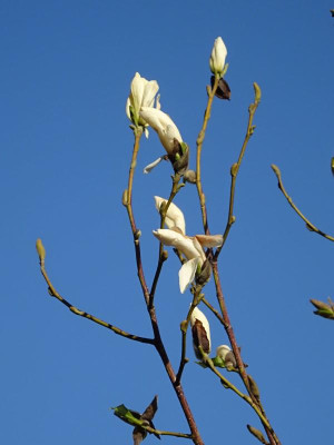 DSC08999-1.JPG