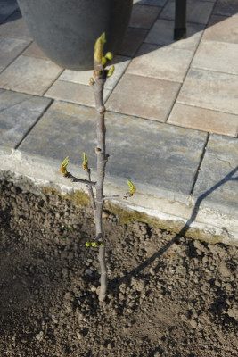 Conadria 2020-04-06.jpg