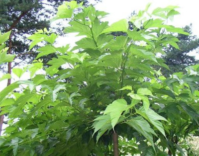 Morus_alba_platanifolia.jpg