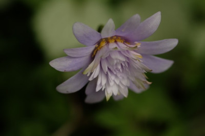 A.apennina endre_4666.JPG