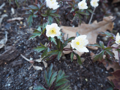 Anemone nemorosa 6.4.20 ue.JPG