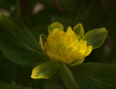anemone-ranunculoides-fuchsis-traum_5.4.20 (2).jpg