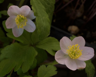 anemone-nemorosa.lucia_5.4.20 (1).jpg
