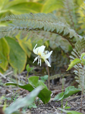2020-04-06 Etythorium 'White Beauty'.jpg