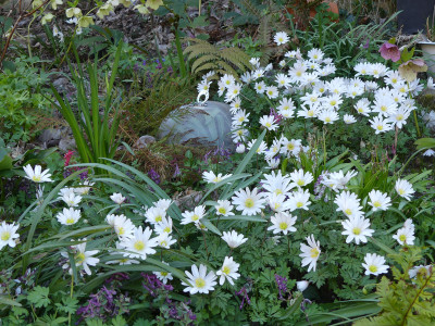 2020-04-06 Anemone blanda 'White Splendour'.jpg