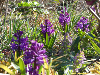 2020-04-06 Hyacinthus 'Purple Sensation'.jpg