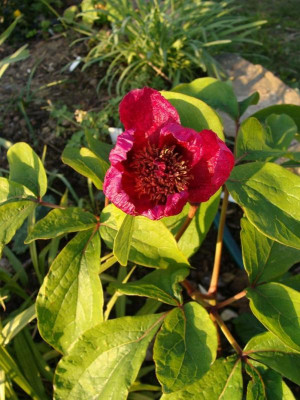 Paeonia spec20.jpg