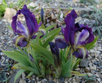 Iris garganica20.jpg