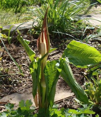 Arisaema amurense dunkel20.jpg