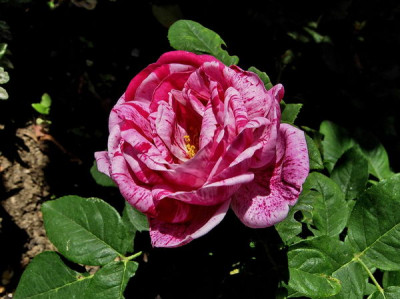R-Ferdinand-Pichard-070717-DSCN4246.jpg