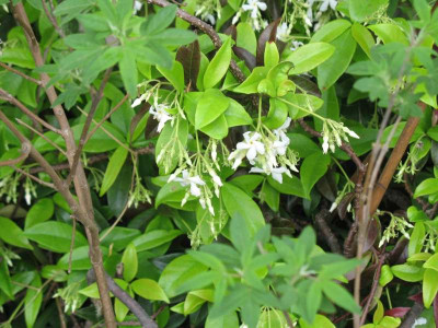 IMG_1849cc.jpg_Trachelospermum_jasminoides.jpg