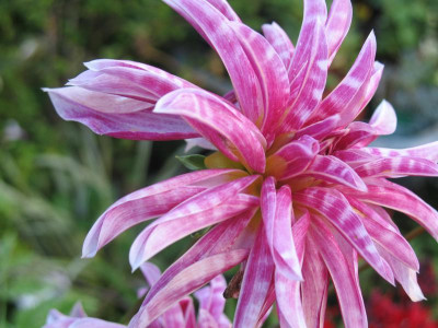 IMG_2544d.jpg_Dahlia_Pink_Giraffe.jpg