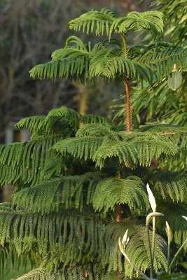 arauc_heterophylla.jpg