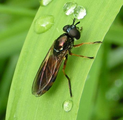 Platycheirus_cyaneus_-_Graue_Breitfussschwebfliege_04.jpg