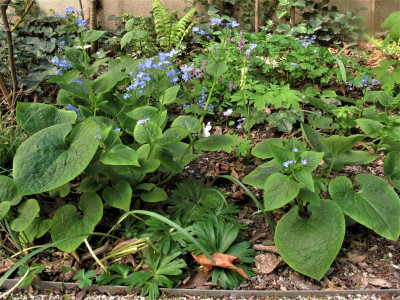 brunnera.img.JPG