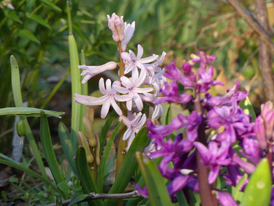 2020-04-08 Hyacinthus 'Pink Festival'.jpg