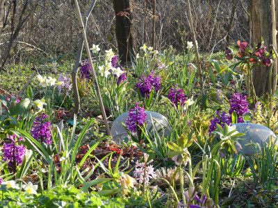 2020-04-08 Hyacinthus 1.jpg