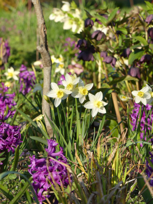 2020-04-08 Narcissus 'Sailboat' 1.jpg