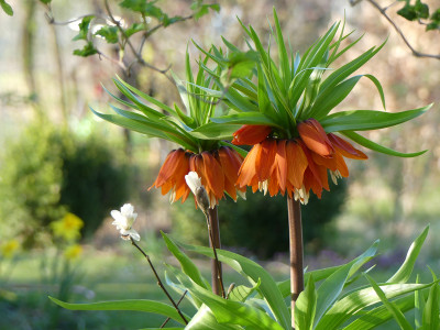 2020-04-08 Fritilaria imperialis 1.jpg
