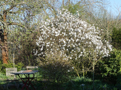 2020-04-08 Magnolia stellata 1.jpg
