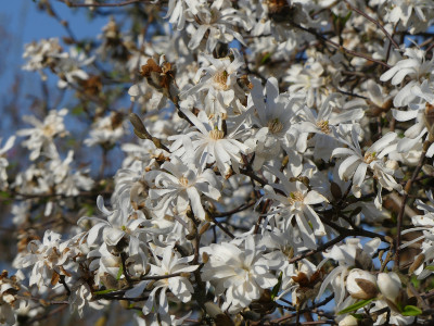 2020-04-08 Magnolia stellata 3.jpg