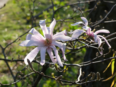 2020-04-08 Magnolia 'Leonard Messel' 1.jpg
