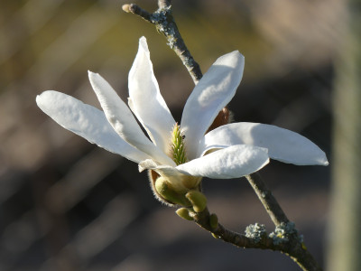 2020-04-08 Magnolia 'Pickard's Standish' 2.jpg
