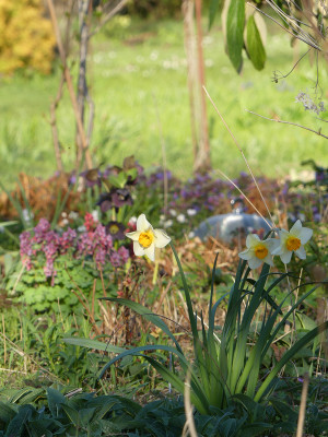 2020-04-08 Gartenimpressionen 1.jpg