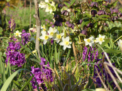 2020-04-08 Gartenimpressionen 2.jpg
