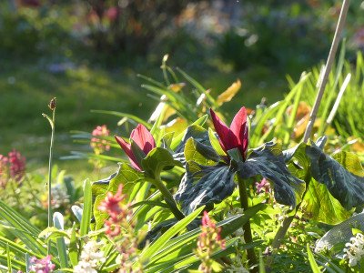 2020-04-08 Gartenimpressionen 3.jpg