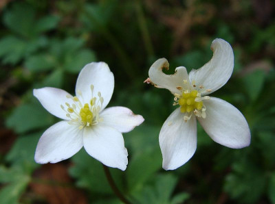 Anemone flaccida20.jpg