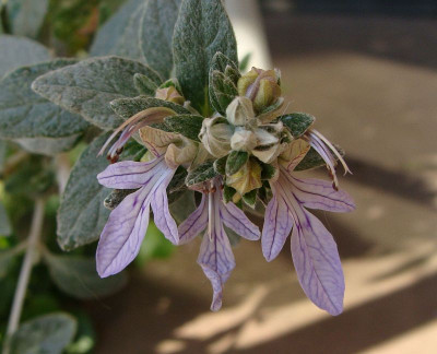 Teucrium fruticans20.jpg