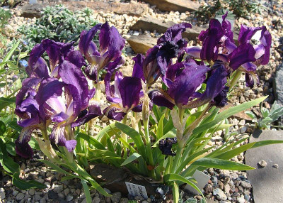Iris garganica19.jpg