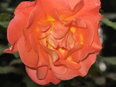 IMG_2508c.jpg_unbek._Rose.jpg