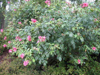 IMG_2492c.jpg_Strauchrose.jpg