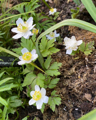 anemone-nemorosa-salt-and-pepper_7.4.20 (1).jpg