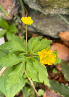 anemone-ranuncoloides-klein_semiplena_8.4.20.jpg