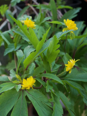 anemone-nemorosa-fuchsis-traum_8.4.20.jpg