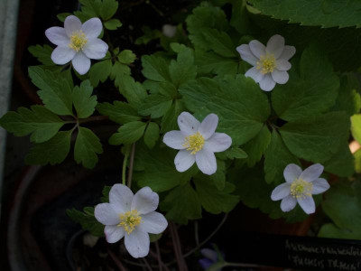 anemone-nemorosa_lucia_9.4.20.jpg