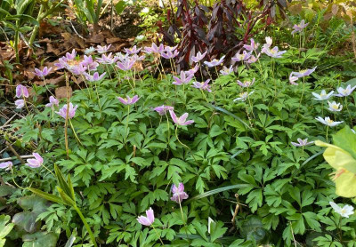 anemona-nemorosa-early-pink_5.8.20.jpg