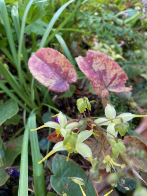 epimedium-lishichenii_8.4.20 (1).jpg