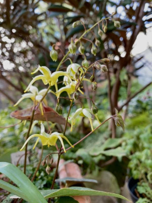 epimedium-lishichenii_8.4.20.jpg