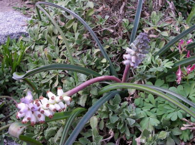 Muscari macrocarpum 09.04.20.JPG