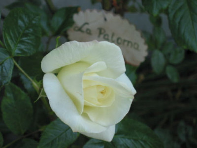 Paloma_halb_.jpg