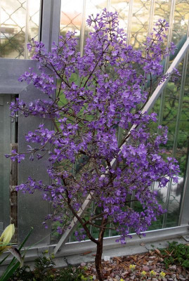 Daphne genkwa 09.04.20.JPG