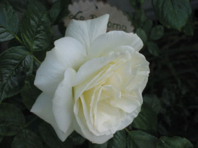 La_Paloma_offen_Saison_07.jpg