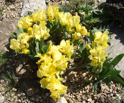 Iris reichenbachii19-8.jpg
