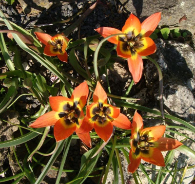 Tulipa Little Princess20.jpg