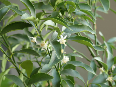 2020-04-09 Kumquat 1.jpg